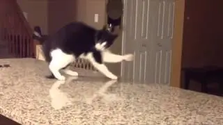 COUNTER NINJA CAT FALL - ADAM T. WALLINGTON - VOICE WORK