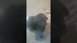 6 Tiny Neglected Puppies Covered In Chemical Burns