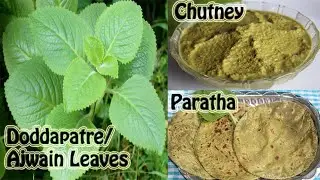 Doddapatre/Ajwain leaves/Indian Borage/Mexican Mint healthy recipes. Tasty Chutney & Paratha Recipes
