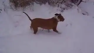 Dogwalkerservice Stieglecker - Stafford Terrier