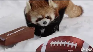 Toronto Zoo Animals Celebrate Super Bowl 2022 🏈