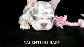 Swaggerville's Ghost (Male) - Lilac & Tan Merle
