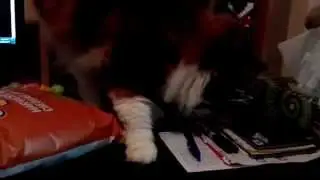 Calico cat eating chips