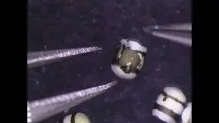 Dissecting fixed harlequin bug (Murgantia histrionica) embryos out of eggshells