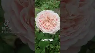 EDROSES/Троянда 🌹Сенлітсу (Senlitsu), Keiji Kunieda ,Японія 2018 р.Чайно-гібридна .Зрізкові.