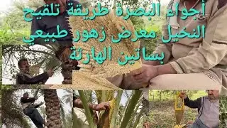 أجواء البصرة طريقة تلقيح النخيل معرض زهور طبيعي بساتين الهارثة اخوكم أحمد مهدي