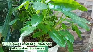Jangan panggil aku Brekele ☹ Namaku philodendron burlemarx