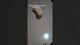 Papaano sumalubong yung hindi isinama??😂🤣😅Shiro's way☺️