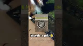 Such a quirky dog 😂 #sheltie #dog #silly