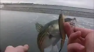 Striped Bass (Striper) and White Perch Fishing NJ