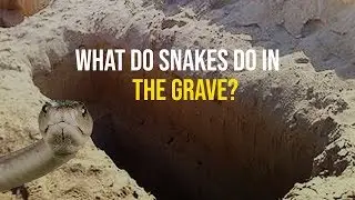 SNAKE IN THE GRAVE (must watch)