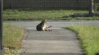 Quays CATs Father Sony FDR AX53