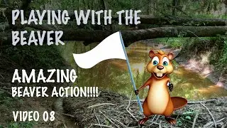 AMAZING BEAVER ACTION!!!!  VIDEO 08