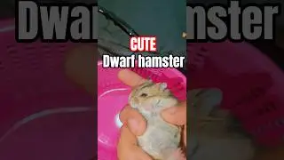 Dwarf Hamster For Sale 🐹 Super Cute Babies whatsapp-7428027019 #shorts #hamster #dwarfhamster #pets