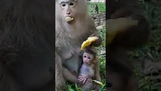 Lovely Baby Monkey With Mom Take Care and abandon monkey #shorts