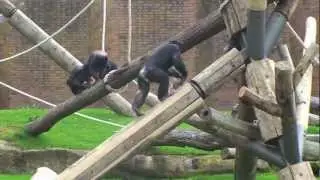 Taronga's Chimpanzee group investigating the new Sanctuary