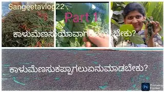 ಕಾಳುಮೆಣಸು ಹೇಗೆ ಕೊಯ್ಯಬೇಕು? ಕಾಳುಮೆಣಸು ಕಪ್ಪಾಗಿ ಮಾಡಲು ಏನು ಮಾಡಬೇಕು🤔🤔? ಕಾಳುಮೆಣಸು ಬೆಳೆಯುವ ವಿಧಾನ.