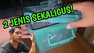 UNBOXING 10 EKOR REPTIL MALAM HARI!