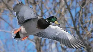 Охота. Яркие моменты 2016 / Collection of hunting moments 2016