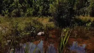 Droning thru Fox Science Preserve