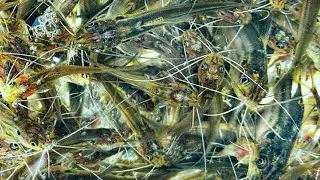High quality gulsha fish seeds.গুলশা  মাছের পোনা। গুলশা মাছ চাষ||01827-558050