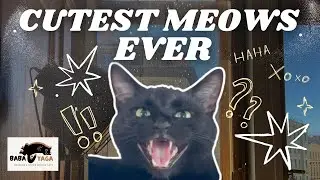 Talking Cat Supercut Compilation &ndash; Baba Yaga&rsquo;s Cutest Meowing Moments 😹