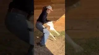 FUNNELING vs. STUFFING | Don&rsquo;t miss tomorrows video!! #goattying #rodeo #howtotiegoats