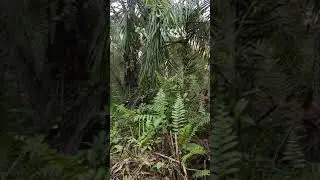 clean the palm oil stems