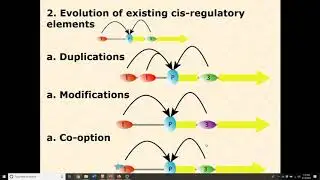 Unit 3.5.2  Regulatory Evolution De Novo CREs