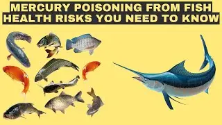 No-Go Fish: Species That Could Harm Your Health | Mercury Alert: Safeguarding Your Health