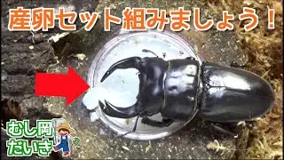 初心者がオオクワガタの産卵セットを作ってみた！