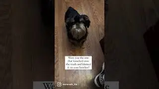 Brussels Griffons&hellip;. They are such a mess😂😂
