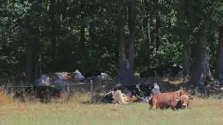 Rolverdeling