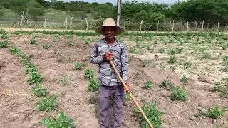 CAPINANDO ROÇA DE FEIJÃO DE CORDA E ATUALIZANDO O CLIMA DA REGIÃO