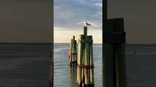 The ferry arriving to Fire Island