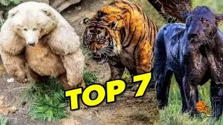 Joss!! Top 7 Predator Darat Paling Ampuh di Dunia!! #top7 #wildlife #nature