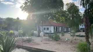 In het wild uitgestorven algazellen op het nieuwe Algazellenveld Artis
