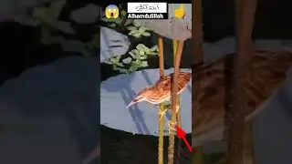 Ya Allah Teri Makhlooq 😱#makhlooq  #shorts #birds