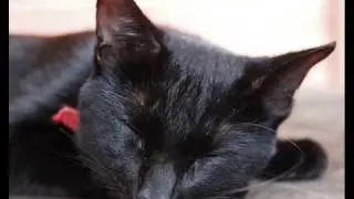 Cat Lullaby - a song of goodbye