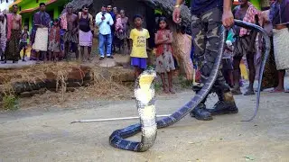 दुनिया का सबसे लंबा सांप, देखिए इतना बडा किंग कोबरा सांप Rescue King cobra
