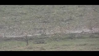 Killdeer Ripley Farm Reservoir Hants 26 January 2026
