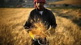 Jordan to purchase 100,000 tonnes of wheat to boost strategic reserves