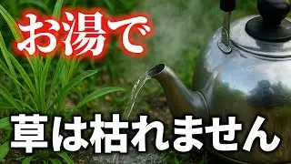 【雑草対策】熱湯で雑草は枯れません！