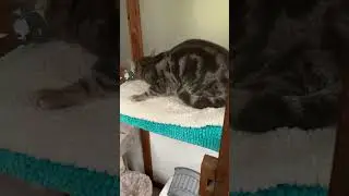 Seren discovering the delights of a catnip catstick
