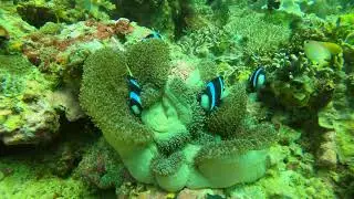Lembeh Strait, Indonesia - Anemonefish1