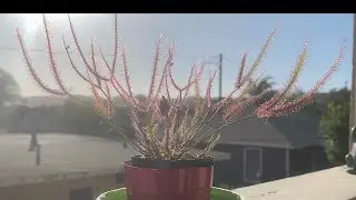Drosera binata 2022 mid spring update