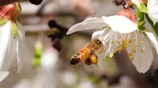&ldquo;How Honey Bees Make Honey & Bee Bread &ndash; Amazing Secrets Revealed!&rdquo;