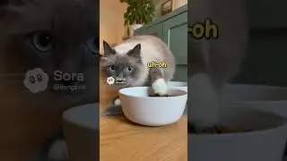 Пойман за кражей кошачьего корма! #кот #пойман #хитрый #смешной