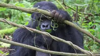 Virunga Kwitonda Group