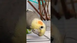 #bird #birds #parrot #cockatiel #music #funny #cockatoo #cute #angrybird #birdslover